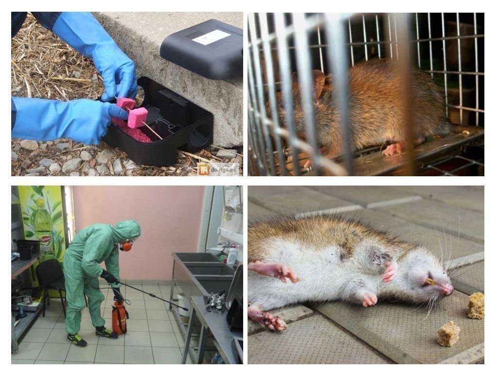 Фирма по уничтожению грызунов, крыс и мышей в Уфе