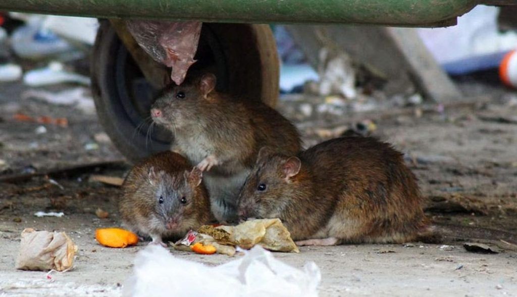 Травить грызунов крыс и мышей в Уфе