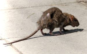 Фирма по уничтожению грызунов, крыс и мышей в Уфе