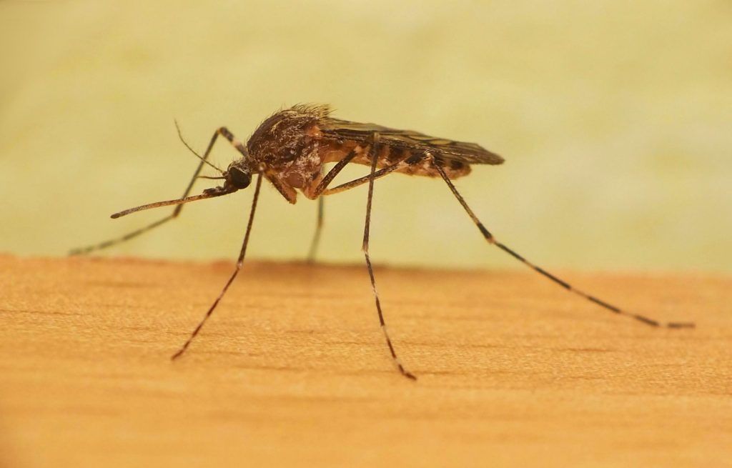 Уничтожение комаров в Уфе