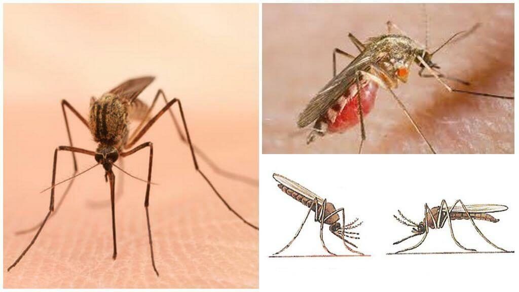 Уничтожение комаров в Уфе