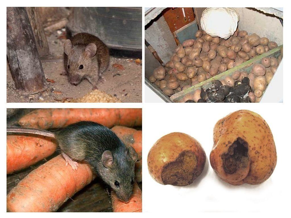 Обработка от грызунов крыс и мышей в Уфе
