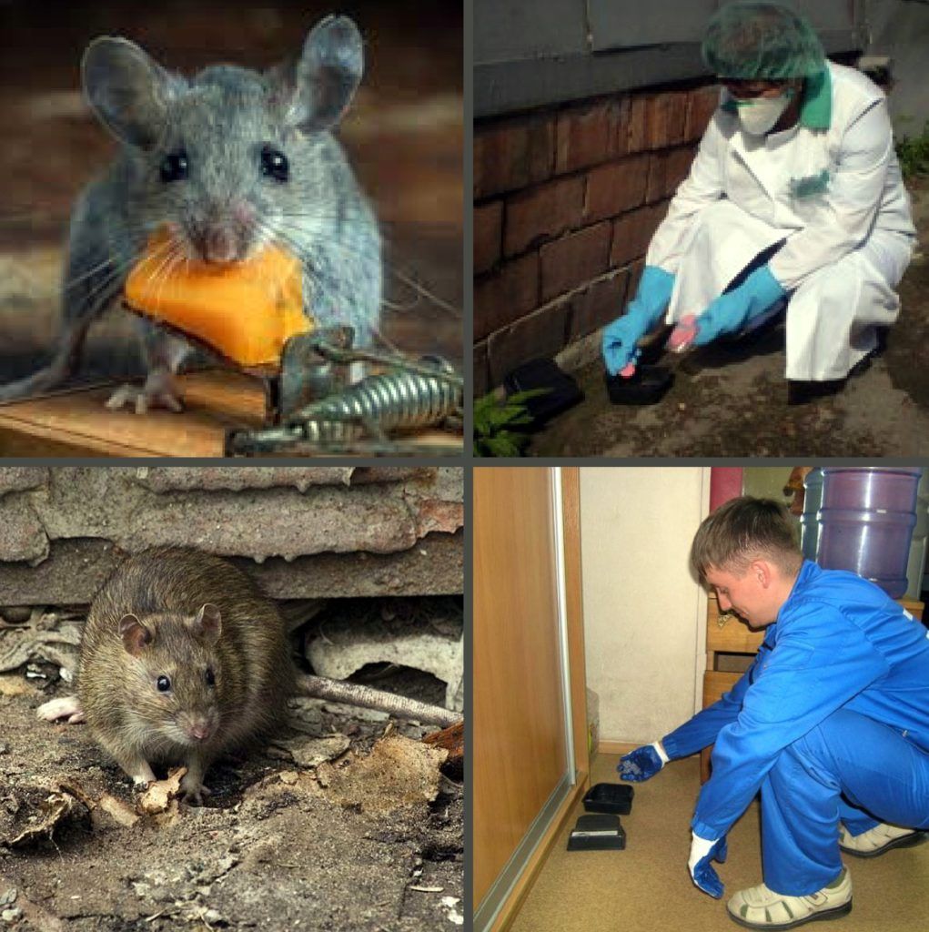Дезинфекция от грызунов, крыс и мышей в Уфе