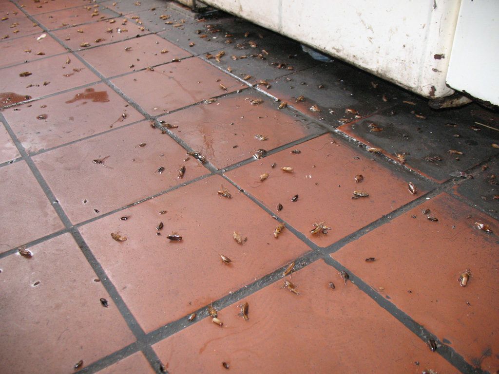 Уничтожение тараканов в квартире в Уфе 