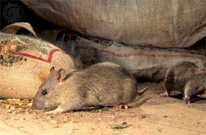 Дератизация от грызунов от крыс и мышей в Уфе