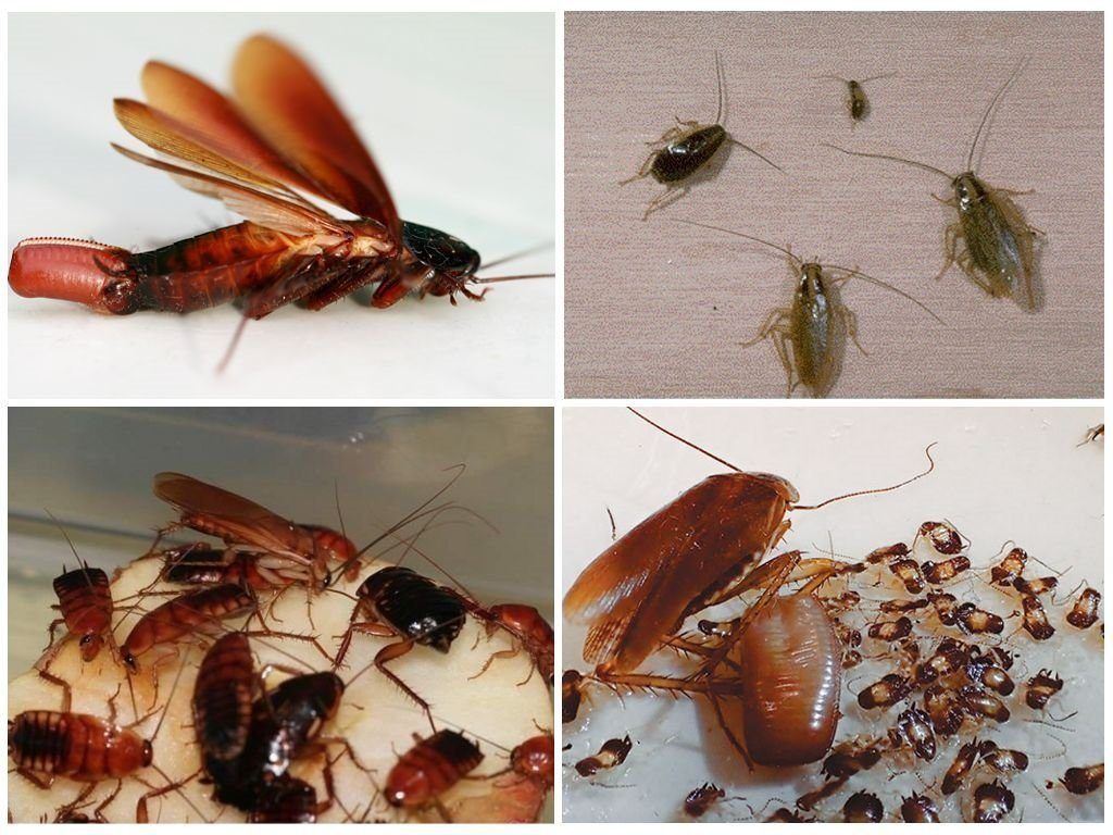 Уничтожение тараканов в квартире в Уфе 